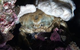 Birmanie - Mergui - 2018 - DSC02947 - Sleepy sponge crab - Crabe eponge commun -  Dromia dormia